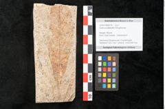 Foto (Objekt + Etikett) von Quercus palaeoilex Ettingshausen (NHMW-GEO-2024-0188-8114)